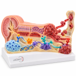 Biomolecular Markers in Prostate Cancer Development and Progression Model